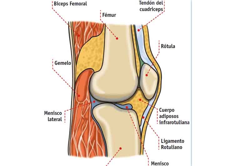 Imagen de la rodilla Imagen de la rodilla